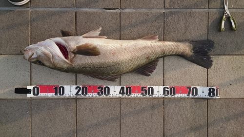 マルスズキの釣果