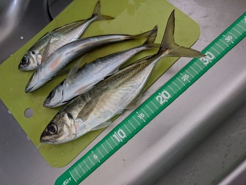 アジの釣果