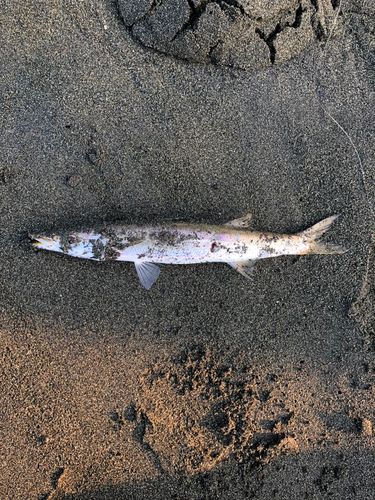 カマスの釣果
