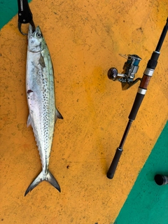 サゴシの釣果