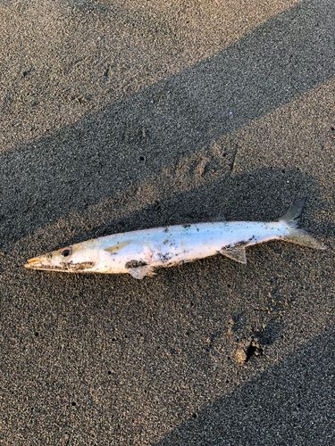 カマスの釣果