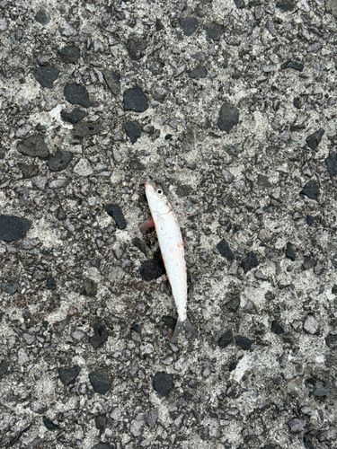 マイワシの釣果