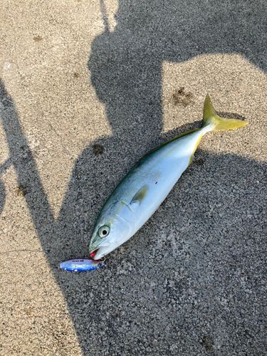ツバイソの釣果
