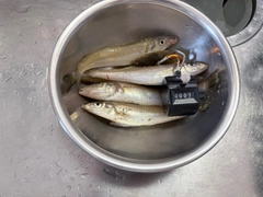 キスの釣果