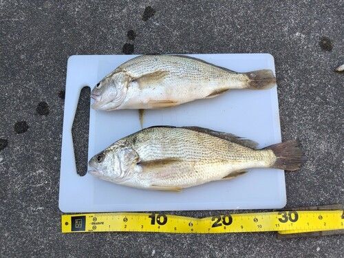 イシモチの釣果