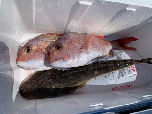 マダイの釣果