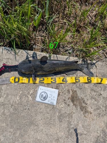 アメリカナマズの釣果