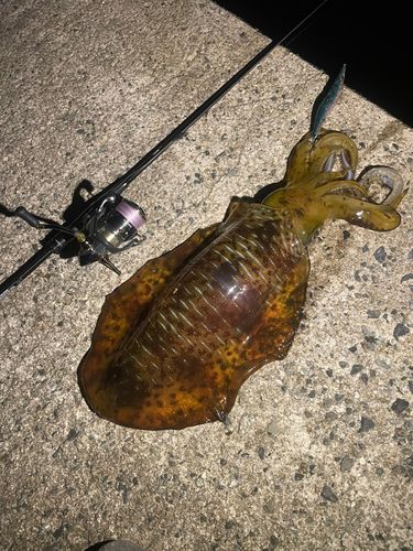 アオリイカの釣果