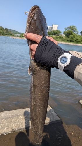 ナマズの釣果