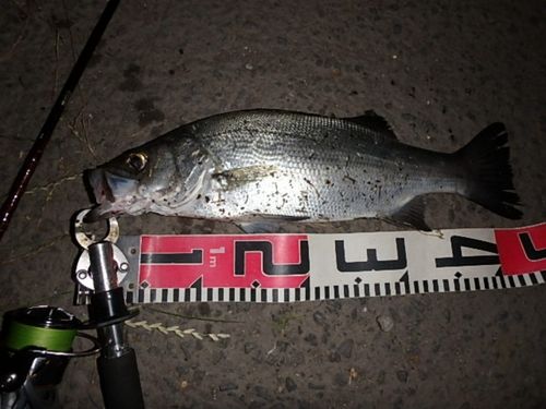 フッコ（ヒラスズキ）の釣果