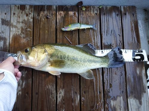 ブラックバスの釣果