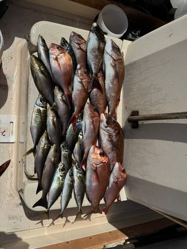 マダイの釣果
