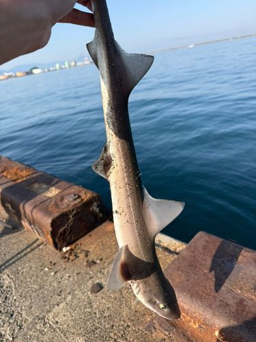 ホウボウの釣果