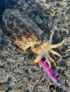 モンゴウイカの釣果