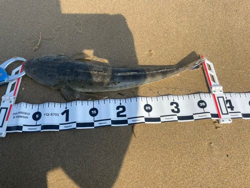 マゴチの釣果