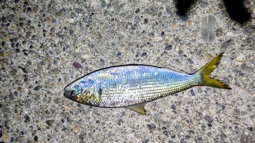コノシロの釣果