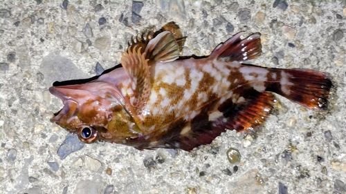 カサゴの釣果