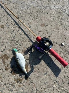 クサフグの釣果