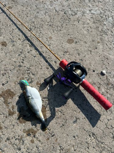 クサフグの釣果
