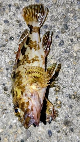 カサゴの釣果