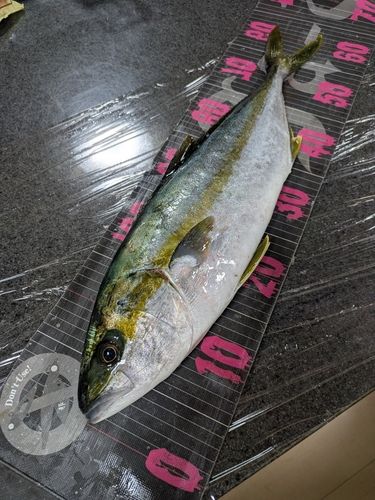 ヒラマサの釣果