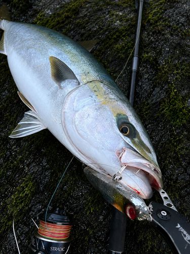 ハマチの釣果