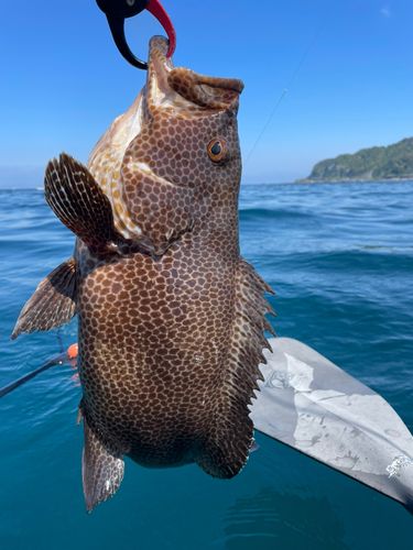 オオモンハタの釣果