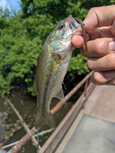ラージマウスバスの釣果