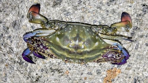 ワタリガニの釣果
