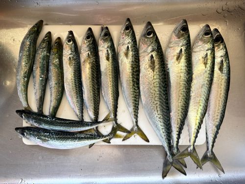 サバの釣果