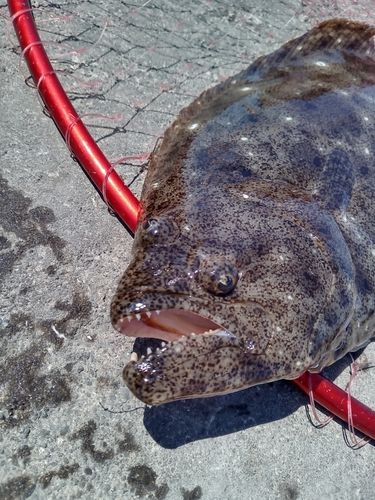 ヒラメの釣果