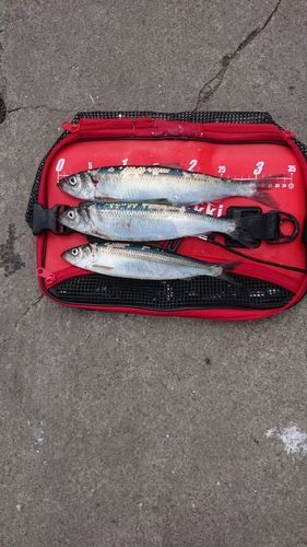 ニシンの釣果