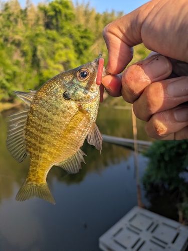ブルーギルの釣果