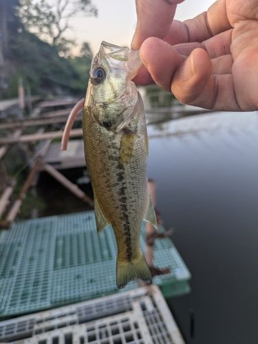 ラージマウスバスの釣果