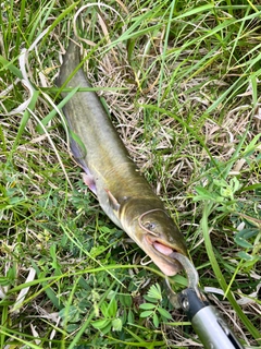 ナマズの釣果