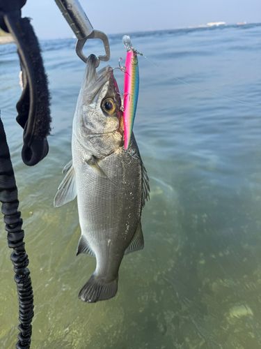 フッコ（ヒラスズキ）の釣果