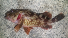 カサゴの釣果