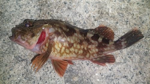 カサゴの釣果