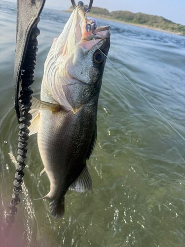フッコ（ヒラスズキ）の釣果