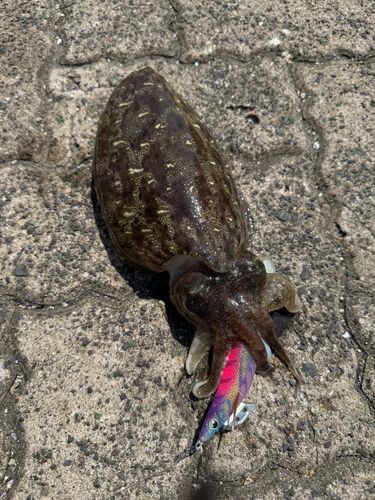 コウイカの釣果