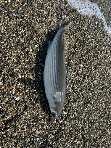 ボラの釣果
