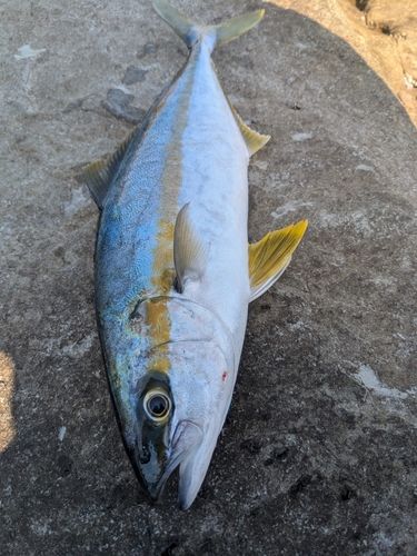 ヒラマサの釣果