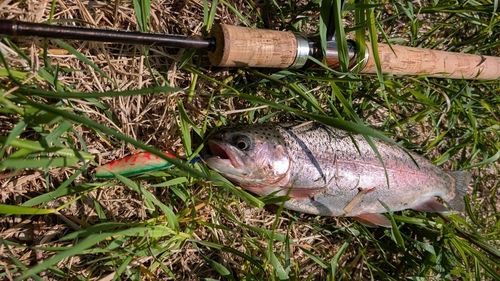 ニジマスの釣果