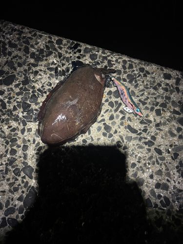 コウイカの釣果