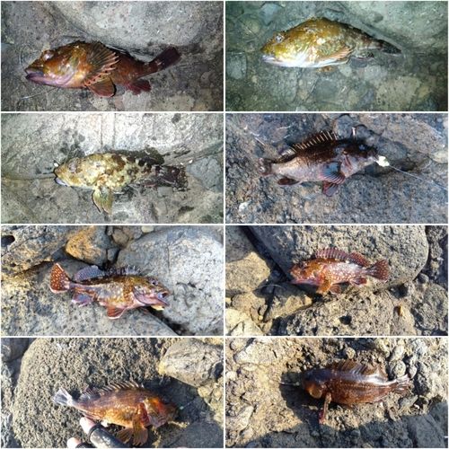 カサゴの釣果