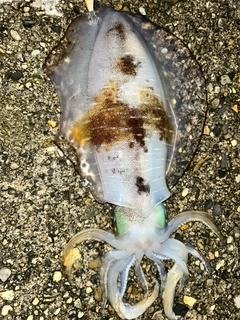 アオリイカの釣果