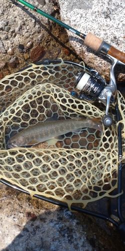 ニッコウイワナの釣果