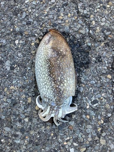 シリヤケイカの釣果