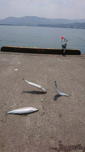 ニシンの釣果