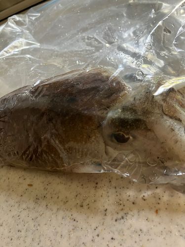 コウイカの釣果